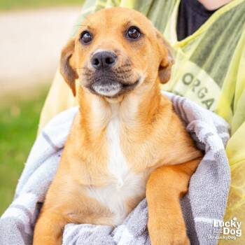 Australian Cattle Dog Blue Heeler and Labrador Retriever Dogs Available for Adoption in Washington, District Of Columbia - Buttercup | PetCurious