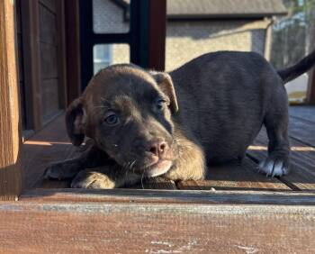Rescue Labrador Retriever and Mountain Cur Dogs for Adoption in Warrior, Alabama - Chaco | PetCurious