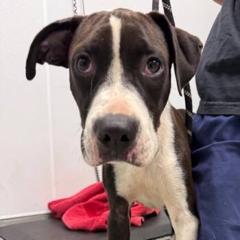Casey -  Terrier and Hound Dog for Adoption in Abilene, Texas - Casey | PetCurious