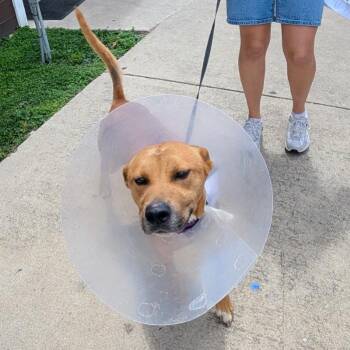 Basenji Dogs Available for Adoption in Hagerstown, Maryland - Parker | PetCurious