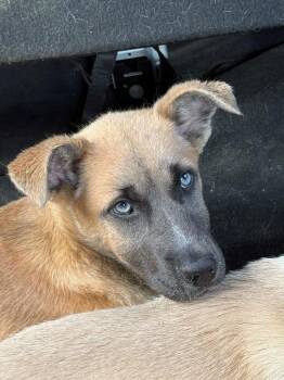 Shepherd Dogs Available for Adoption in Tehachapi, California - Becky | PetCurious