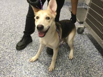 A1934362 -  German Shepherd Dog Dog for Adoption in Thousand Palms, California - A1934362 | PetCurious