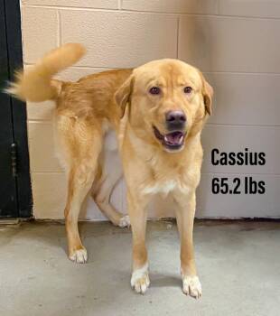 Rescue Labrador Retriever and Golden Retriever Dogs for Adoption in Clearfield, Kentucky - Cassius | PetCurious