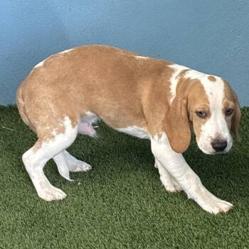 AOF6 1878 aka Troy -  Beagle Dog for Adoption in Loxahatchee Groves, Florida - AOF6 1878 Aka Troy | PetCurious