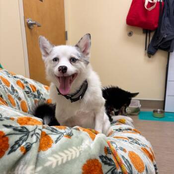 Denali -  Husky and Pomeranian Dog for Adoption in Bedford, New Hampshire - Denali | PetCurious