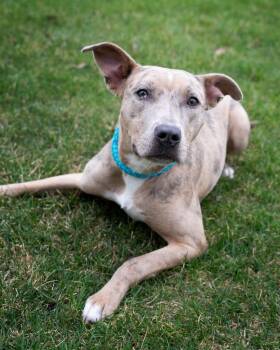 Shepherd Dogs Available for Adoption in Boone, Iowa - Nala | PetCurious