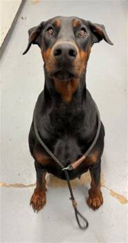 Doberman Pinscher Dogs Available for Adoption in Peoria, Illinois - NIOBE | PetCurious