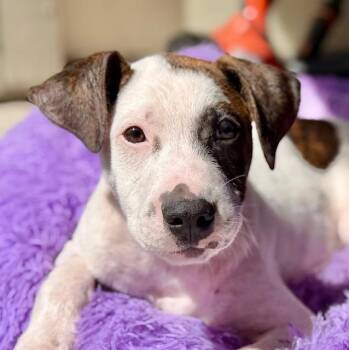 Cairo -  Pit Bull Terrier Dog for Adoption - Cairo | PetCurious