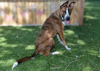 BOUNCY BILL -  Saluki and Mixed Breed Dog for Adoption in West Valley City, Utah - BOUNCY BILL | PetCurious