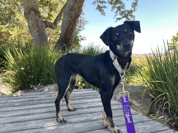 Rescue Dachshund Dogs for Adoption in Mission Viejo, California - Cookie | PetCurious