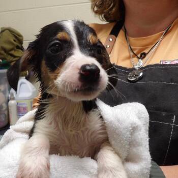 Zander -  Mixed Breed Dog for Adoption in Fredericksburg, Virginia - Zander | PetCurious