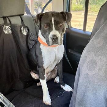 Waylon Jennings -  American Staffordshire Terrier and Mixed Breed Dog for Adoption in Houston, Texas - Waylon Jennings | PetCurious