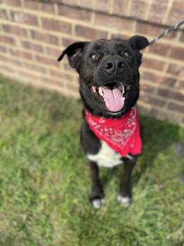 Rescue Labrador Retriever Dogs for Adoption in Dickson, Tennessee - Cameron | PetCurious