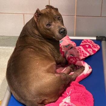 Scarlett -  Pit Bull Terrier Dog for Adoption in Abilene, Texas - Scarlett | PetCurious