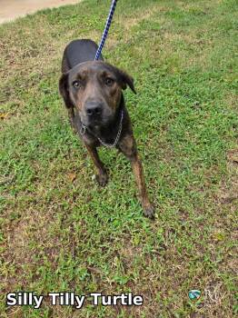 Silly Tilly Turtle -  Pit Bull Terrier Dog for Adoption in Rocky Mount, North Carolina - Silly Tilly Turtle | PetCurious