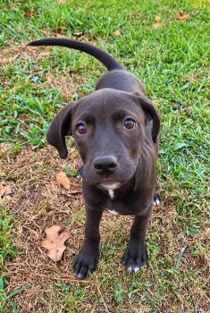Abby -  Terrier Dog for Adoption in Glocester, Rhode Island - Abby | PetCurious