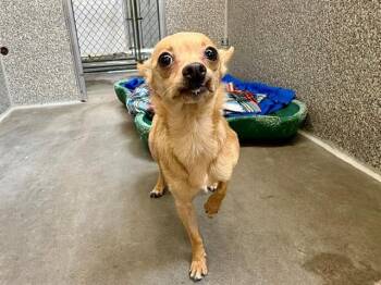 CHIQUITA -  Chihuahua Dog for Adoption in Santa Rosa, California - CHIQUITA | PetCurious