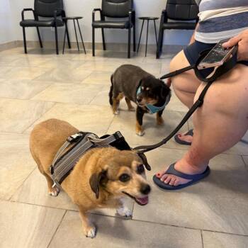 Dachshund and Mixed Breed Dogs Available for Adoption in Phoenix, Arizona - Peanut & Mindy Bonded Pair | PetCurious