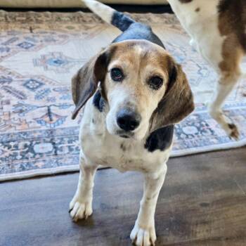 Beagle Dogs Available for Adoption - Dorothy 2026 | PetCurious