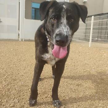 Mixed Breed Dogs Available for Adoption in Bentonville, Arkansas - Gopher | PetCurious