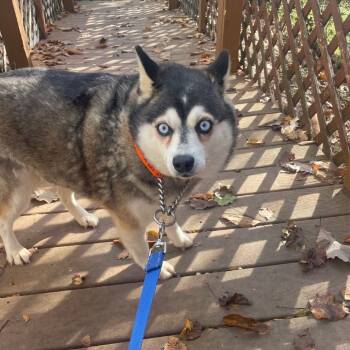 Rescue Klee Kai Dogs for Adoption in Branson, Missouri - Lintus | PetCurious