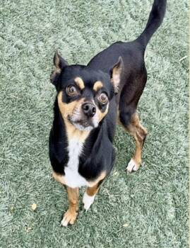 Gage -  Chihuahua Dog for Adoption in Salinas, California - Gage | PetCurious