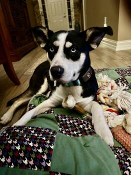 Husky Dogs Available for Adoption - Mulan | PetCurious