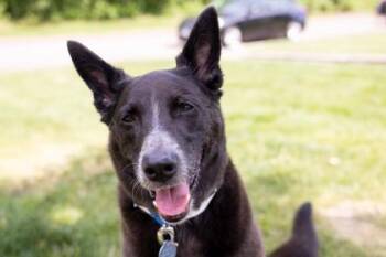 Athena -  Australian Cattle Dog Blue Heeler and German Shepherd Dog Dog for Adoption in Golden Valley, Minnesota - Athena | PetCurious