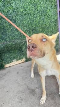 61174793 -  Shepherd and Siberian Husky Dog for Adoption in El Paso, Texas - 61174793 | PetCurious