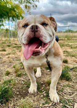 George -  American Bulldog Dog for Adoption in Salem, Oregon - George | PetCurious