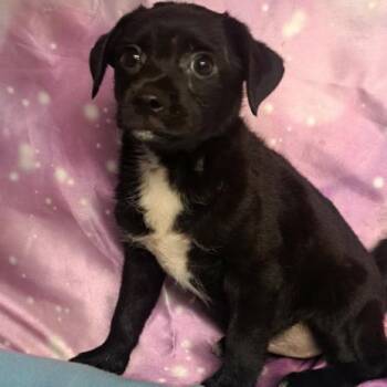 Sophie -  Chihuahua and Mixed Breed Dog for Adoption in Fort Collins, Colorado - Sophie | PetCurious