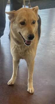 Rosie -  German Shepherd Dog and Mixed Breed Dog for Adoption in New Orleans, Louisiana - Rosie | PetCurious