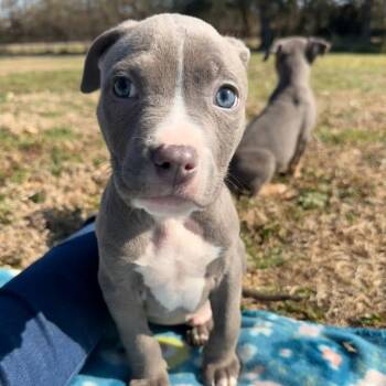 Mixed Breed Dogs Available for Adoption - Milo | PetCurious