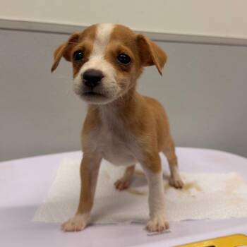 Chi-Chi -  Chihuahua and Mixed Breed Dog for Adoption in Tampa, Florida - Chi-Chi | PetCurious