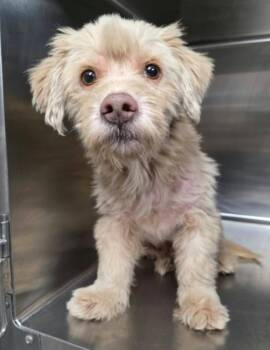 Christian -  Poodle and Cocker Spaniel Dog for Adoption in Sedalia, Colorado - Christian | PetCurious