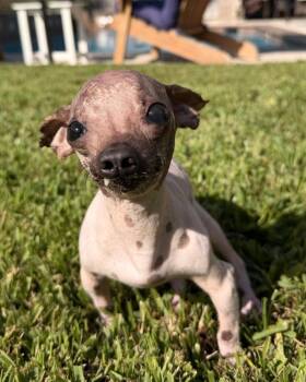 Doppy (Dopamine) -  Chihuahua Dog for Adoption in College Station, Texas - Doppy (Dopamine) | PetCurious