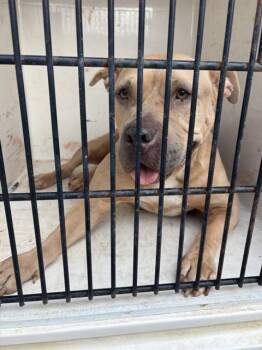 MEG -  Pit Bull Terrier Dog for Adoption - MEG | PetCurious