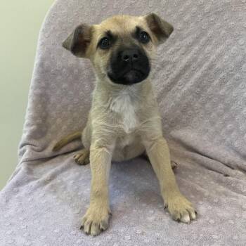 Terrier Dogs Available for Adoption in Las Vegas, Nevada - Lemonhead 53688 | PetCurious