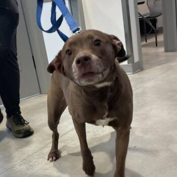 Labrador Retriever Dogs Available for Adoption in Des Moines, Iowa - Daisy | PetCurious