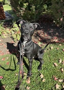 Rescue Labrador Retriever and Mixed Breed Dogs for Adoption in Vaughan, Ontario - CLYDE | PetCurious