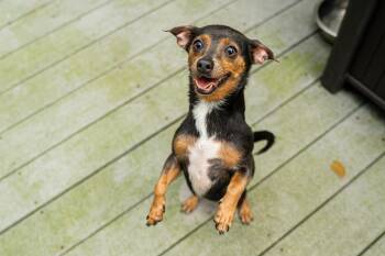 Ducky -  Chihuahua Dog for Adoption in Morgantown, West Virginia - Ducky | PetCurious