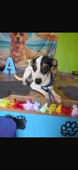 Diesel -  Rat Terrier Dog for Adoption in Virginia Beach, Virginia - Diesel | PetCurious