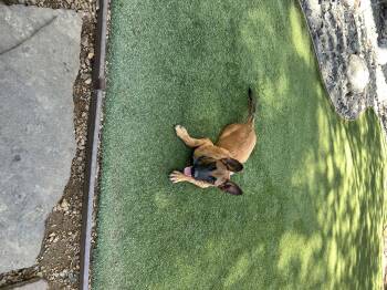 Rescue Belgian Shepherd Malinois Dogs for Adoption in Dallas, Texas - Lilly | PetCurious