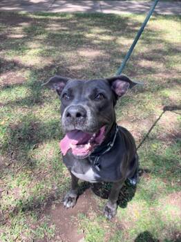 Rescue Pit Bull Terrier and Mixed Breed Dogs for Adoption in Honolulu, Hawaii - Royalty Rita | PetCurious