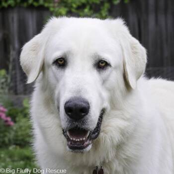Anatolian Shepherd Dogs Available for Adoption in Nashville, Tennessee - Reagan | PetCurious