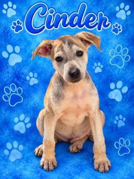 Cinder -  Mixed Breed Dog for Adoption in Wichita Falls, Texas - Cinder | PetCurious