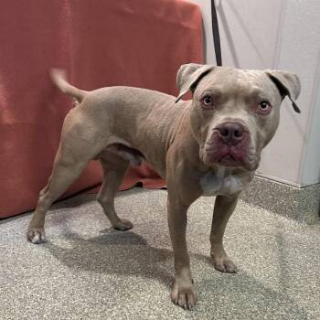 IVHS-Stray-139660 -  Pit Bull Terrier Dog for Adoption in San Gabriel, California - IVHS-Stray-139660 | PetCurious