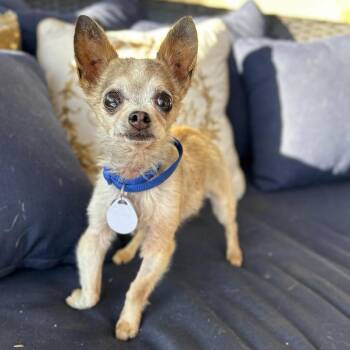 Hermey -  Chihuahua Dog for Adoption in Ramona, California - Hermey | PetCurious