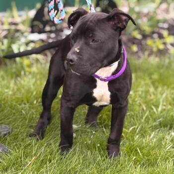 Pit Bull Terrier Dogs Available for Adoption in Batavia, New York - Leo | PetCurious