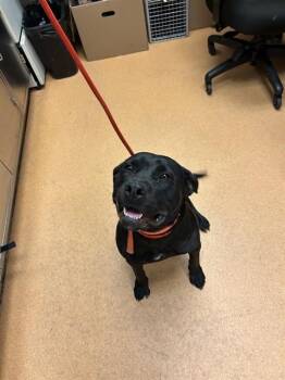 LILYPAD -  Pit Bull Terrier and Mixed Breed Dog for Adoption in Martinez, California - LILYPAD | PetCurious